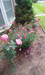 A 3 Bedroom Hethwood Townhouse for Rent