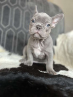 Adorable French Bulldog Puppies Looking for Loving Homes!