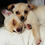 Sweet Tiny Chihuahua Puppies For New Homes