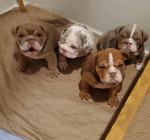 English Bulldog Puppies For Sale