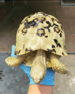 Tortoise