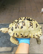 Tortoise