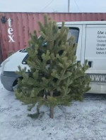 Christmas trees