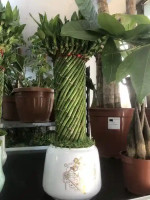 Chinese bamboo for the home