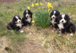 Bernese Mountain Dog Puppies Boys and girls available
