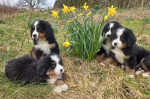 Bernese Mountain Dog Puppies Boys and girls available