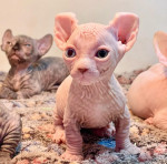 8 weeks old registered sphynx kittens