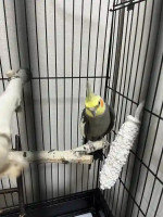 Parrot with a large cage