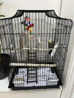 Parrot with a large cage