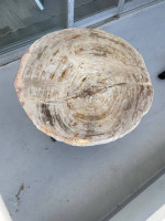 Genuine petrified wood table