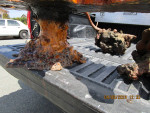 Burl wood coffee table