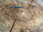 Elm Circle Cookie Cut Live Edge Colorado Table 4.25” Thick