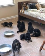 Lovely German Shepherd Puppies Ready For A New Home