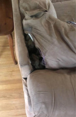 Nice Sofa