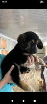 Rocky boy 2 month age