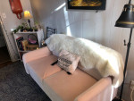 Cream Sofa