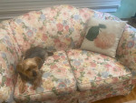 Matching Floral Settee an Sofa