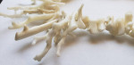 White Coral Necklace