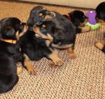 Cute and Adorable Rottweiler Puppies
