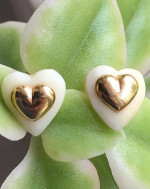 14K Carved Bone Heart Earrings