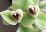 14K Carved Bone Heart Earrings