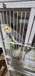 Cockatiels