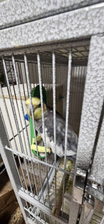 Cockatiels