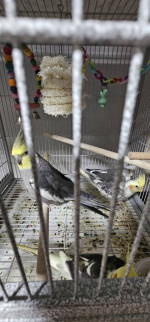 Cockatiels