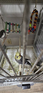Cockatiels
