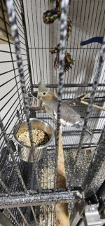 Cockatiels