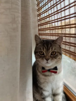 British cat