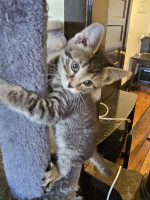 Kittens for sale