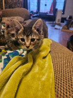 Kittens for sale