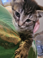 Kittens for sale