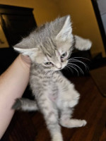 Kittens for sale