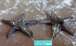 STARFISH: Brooches. Pewter. By Metzke. Fine Condition $20 for Both