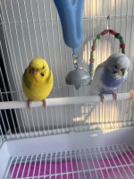 Parakeets, a boy and a girl! Comes with a cage