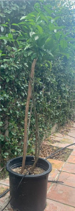 Navel Orange Tree