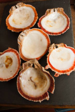 Spiny Oyster Shells - Wampum