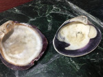 Spiny Oyster Shells - Wampum