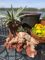 Aragonite cluster