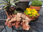 Aragonite cluster