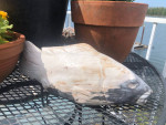 Fossilized wood fish