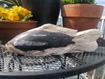 Fossilized wood fish