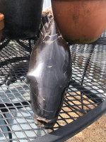 Petrified wood carved fish