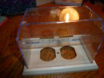 Safety Outlet Cover (LectraLock)