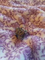 Roberto Cavalli ring size 7