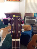 Rare Morris A-704 Custom Shop