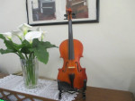 Violin  , violins