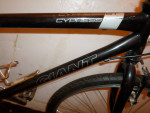 Giant Cypress ST